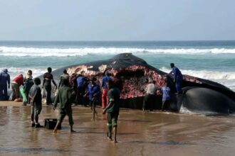 blue whale bitten in half