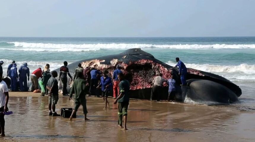 blue whale bitten in half