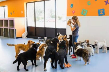 Best Dog Daycare