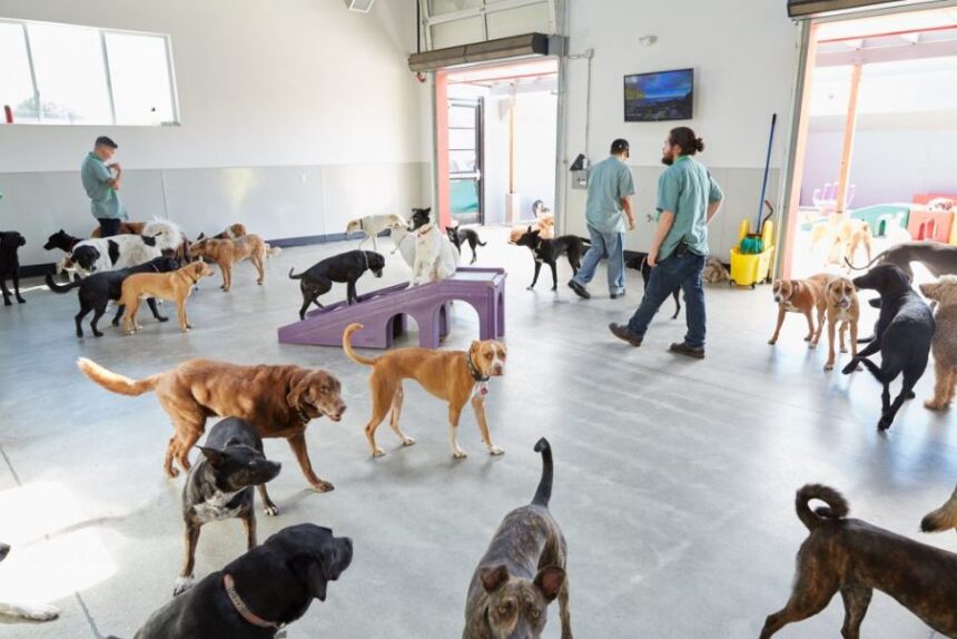 Dog Daycare