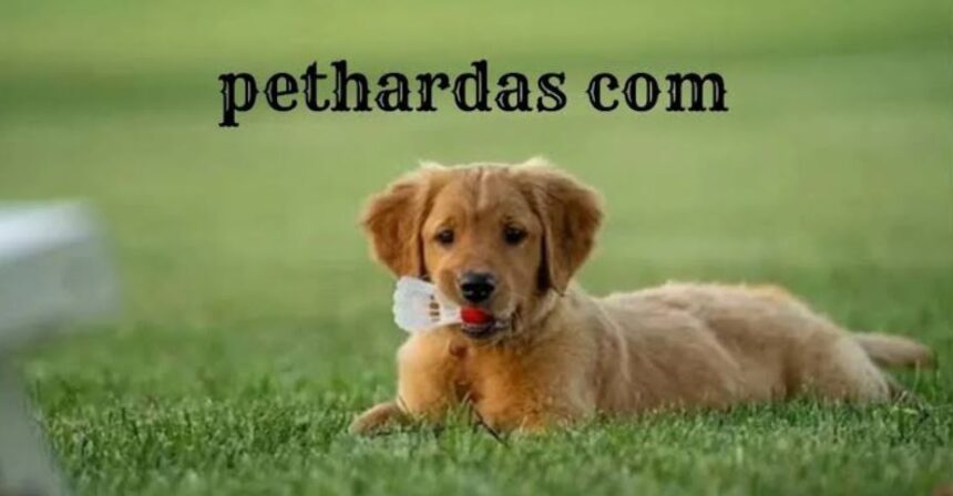 pethardas com